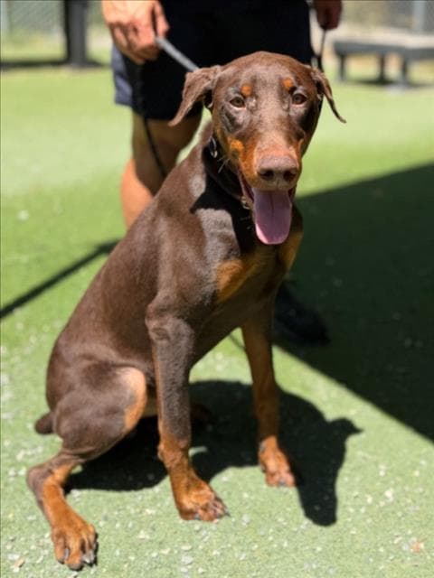 Max - Doberman Pinscher