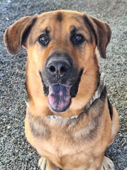 Samson image 1