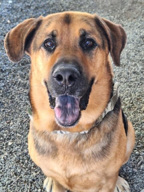 Samson - German Shepherd Dog