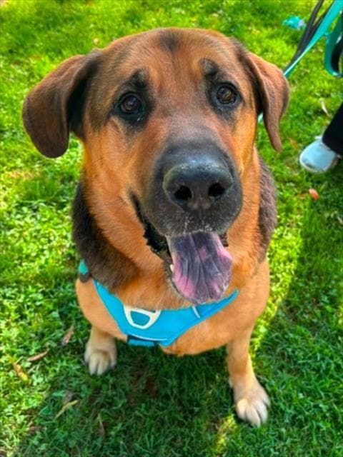 Samson - German Shepherd Dog