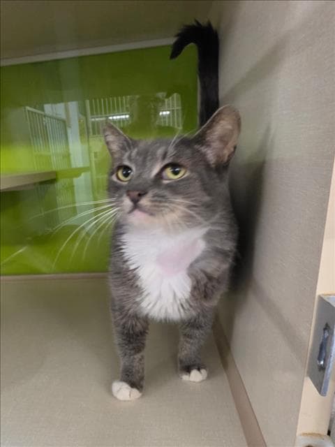 Unknown - Domestic Short Hair