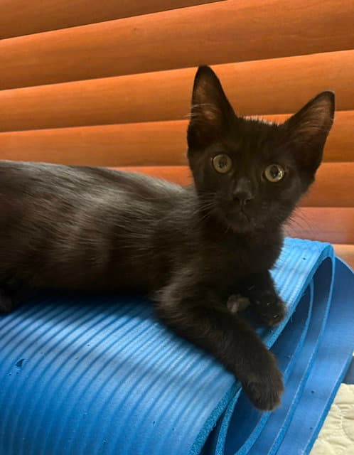 Jude - Domestic Short Hair