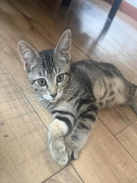 Declan - Domestic Short Hair
