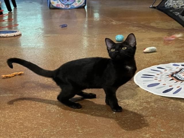 Wednesday - Domestic Short Hair