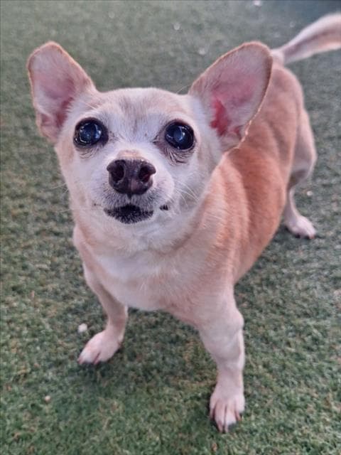 Hotrod Aka Jedi - Chihuahua