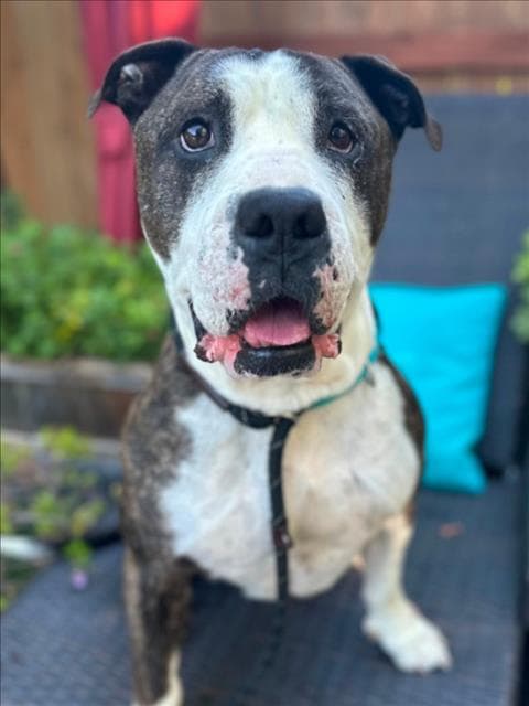 Meatball Sub - Pit Bull Terrier