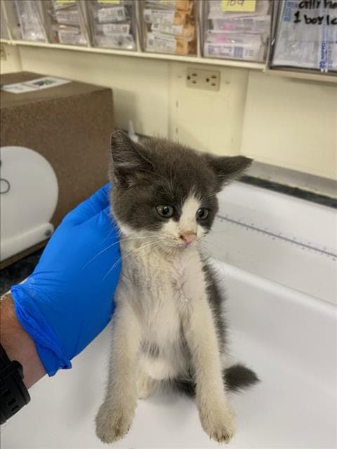 Kessel - Domestic Short Hair