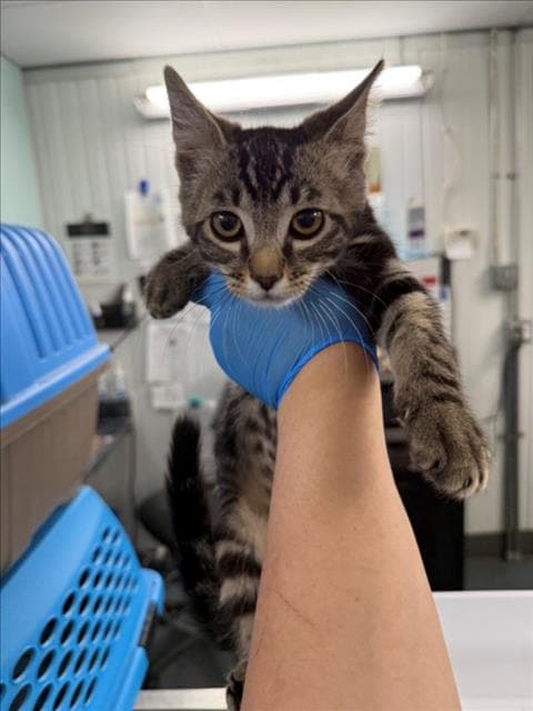 Unknown - Domestic Short Hair