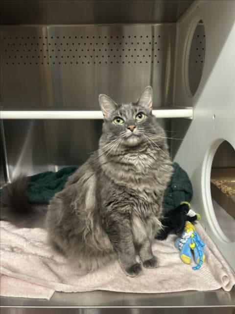 Pearl - Domestic Long Hair