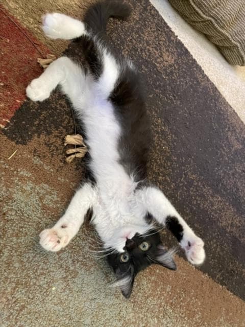 Lil Girl - Domestic Long Hair