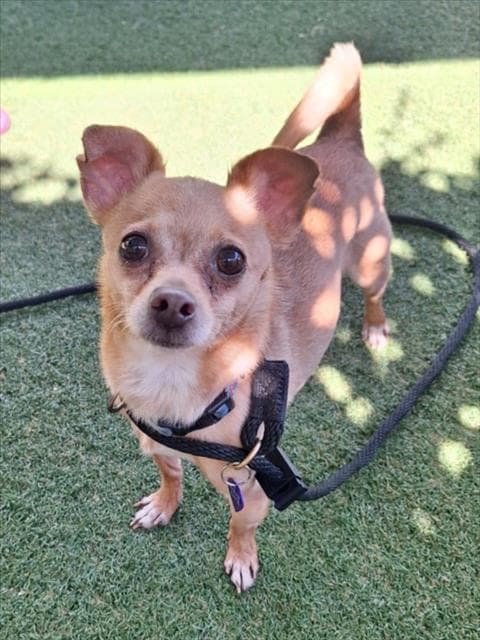 Fendi - Chihuahua