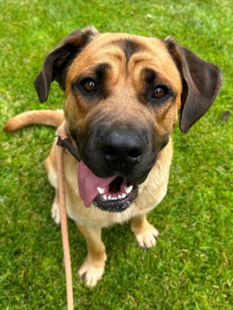 Herc - Mastiff