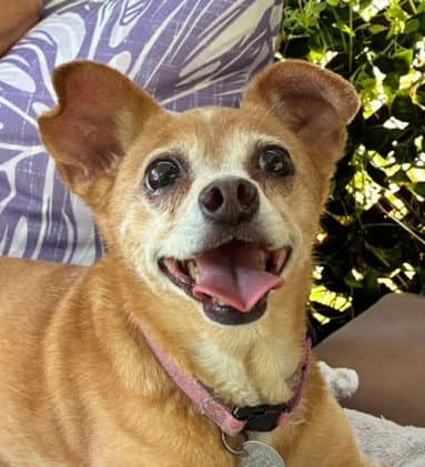 Sweethart - Chihuahua
