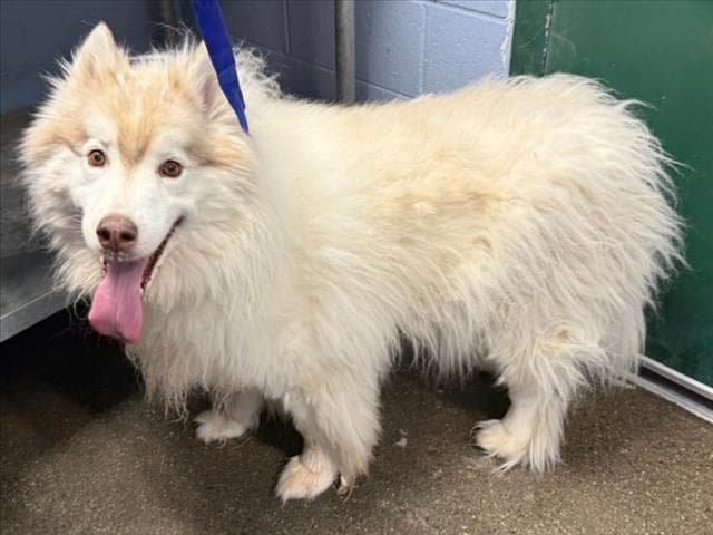 Grizzly - Alaskan Malamute