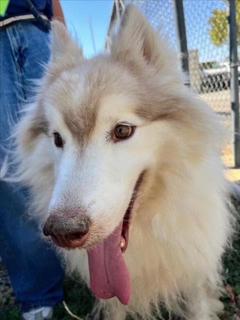 Grizzly - Alaskan Malamute