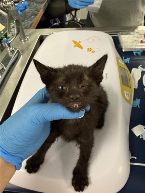 Coco - Domestic Short Hair