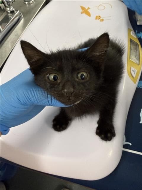 Choco - Domestic Short Hair
