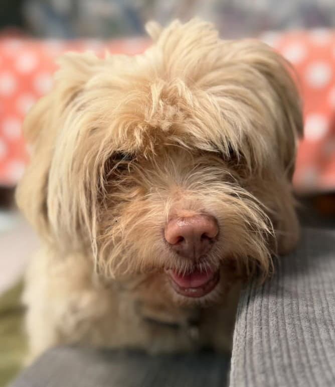 Luigy - Maltese