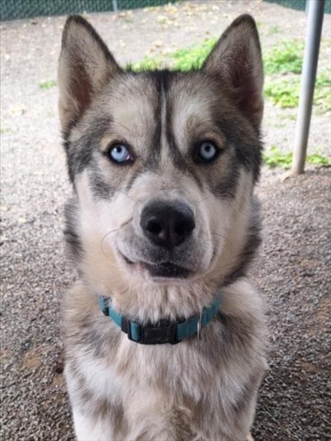 Capri - Husky