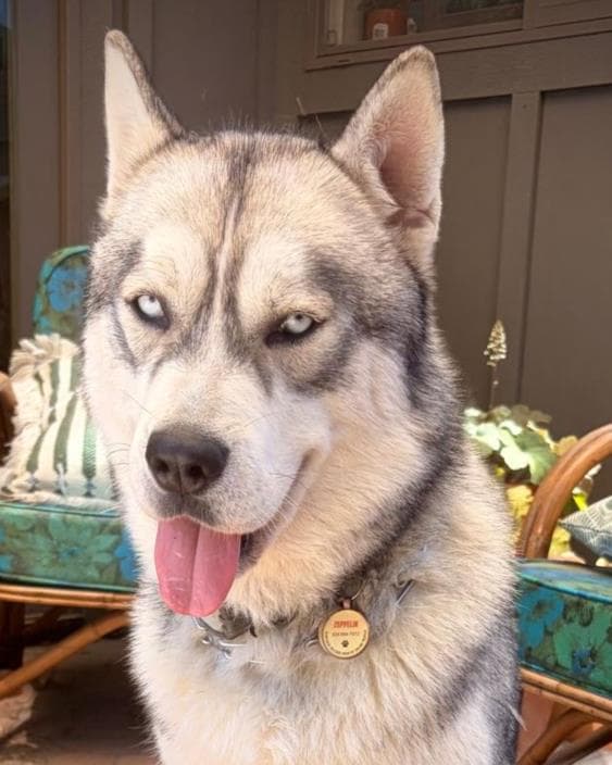Capri - Husky