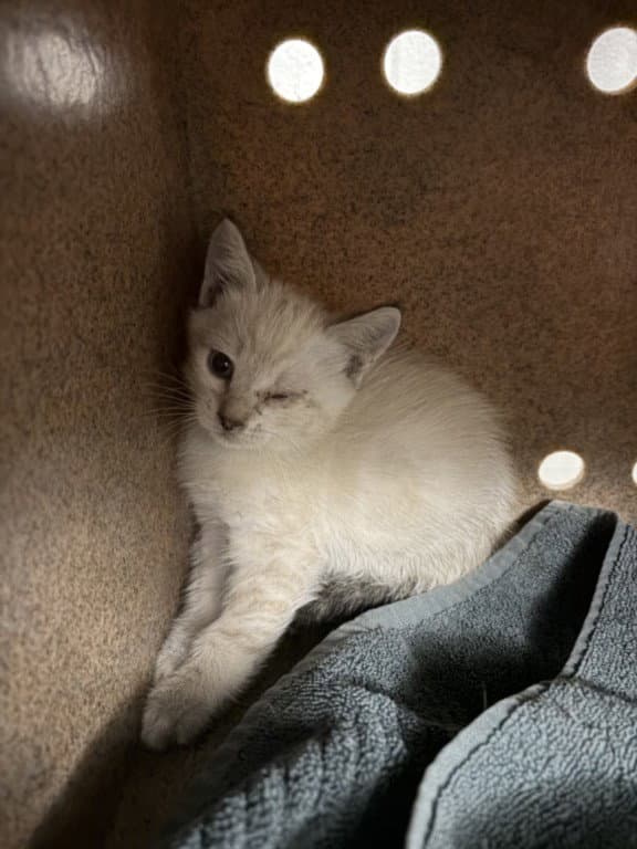 Brick - Domestic Short Hair
