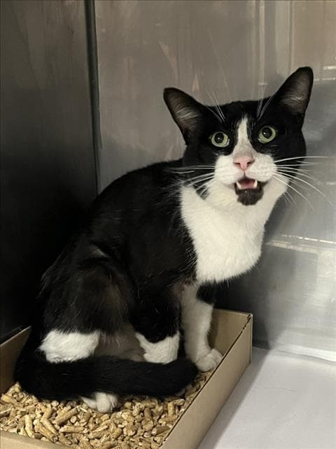 Unknown - Domestic Short Hair