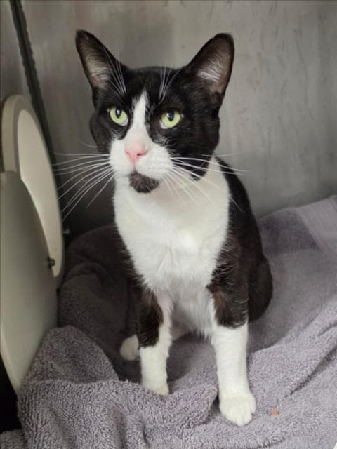 Unknown - Domestic Short Hair