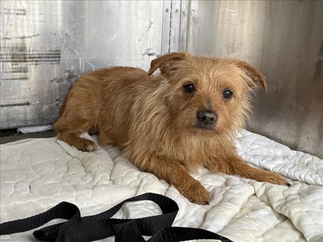 Skippy - Terrier