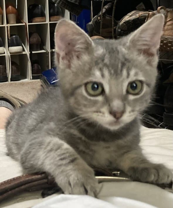 Gnomie - Domestic Short Hair