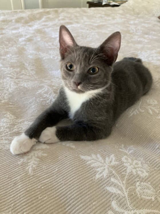 Gris - Domestic Short Hair