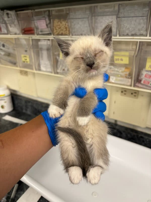 Paprika - Siamese