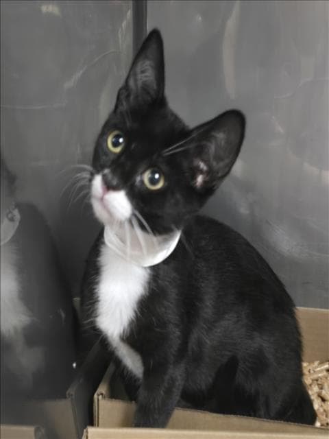 Basil - Domestic Short Hair
