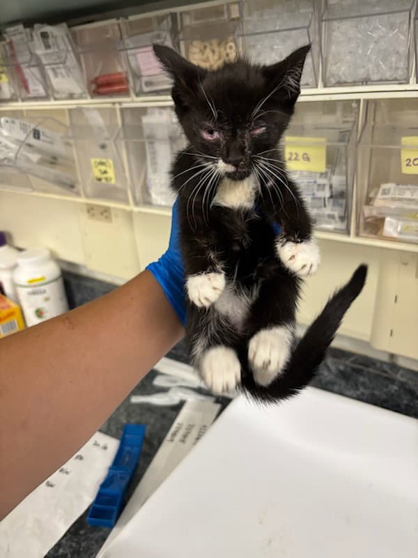 Rosemary - Domestic Short Hair
