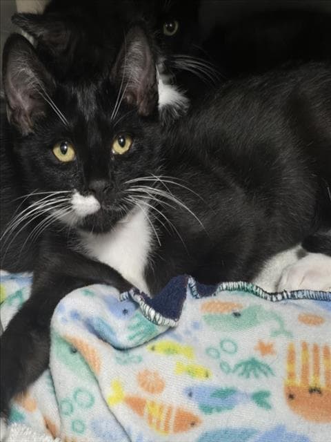 Rosemary - Domestic Short Hair