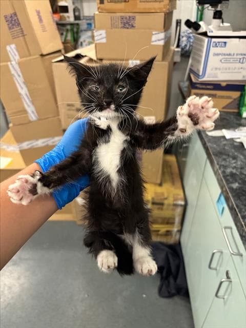 Cardamom - Domestic Short Hair