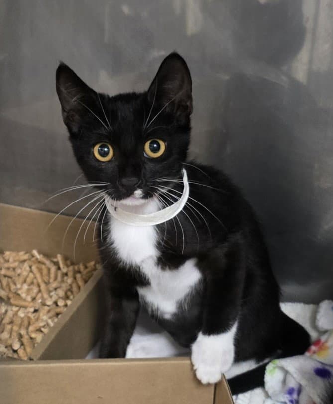 Cardamom - Domestic Short Hair