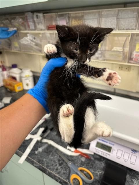 Clove - Domestic Short Hair