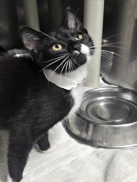 Clove - Domestic Short Hair