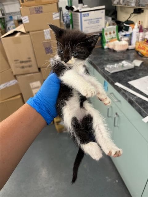Dill - Domestic Short Hair