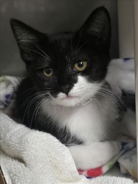 Dill - Domestic Short Hair