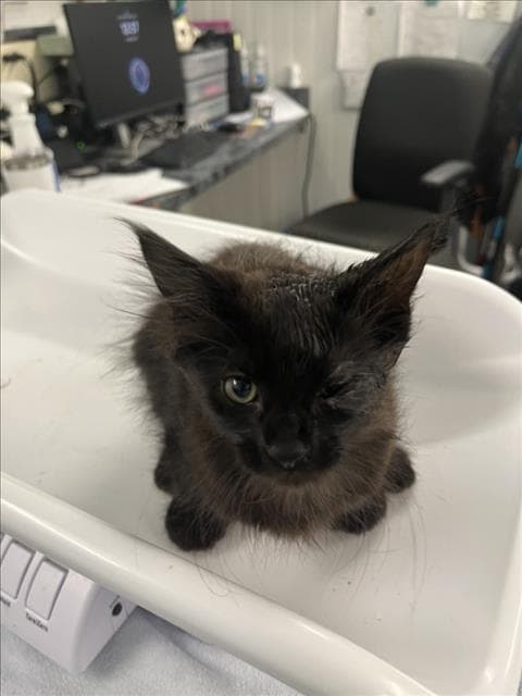 Unknown - Domestic Medium Hair