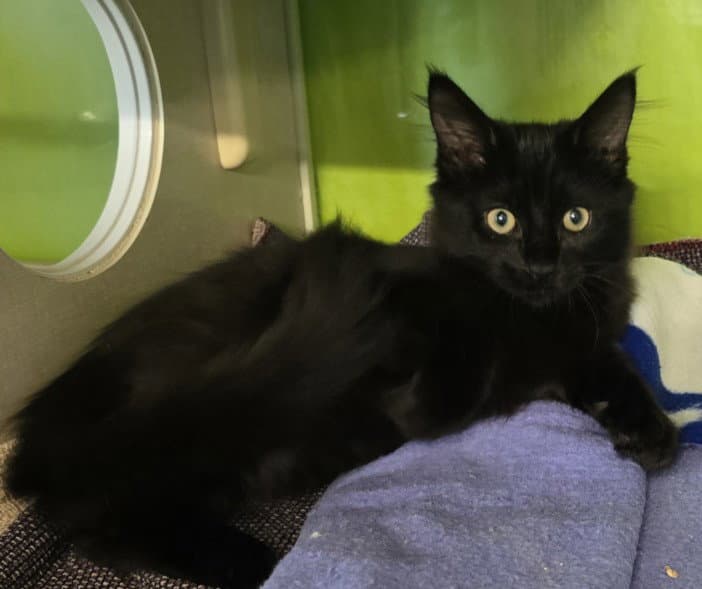 Unknown - Domestic Medium Hair