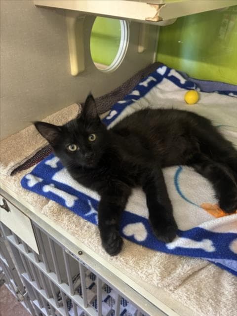 Unknown - Domestic Medium Hair