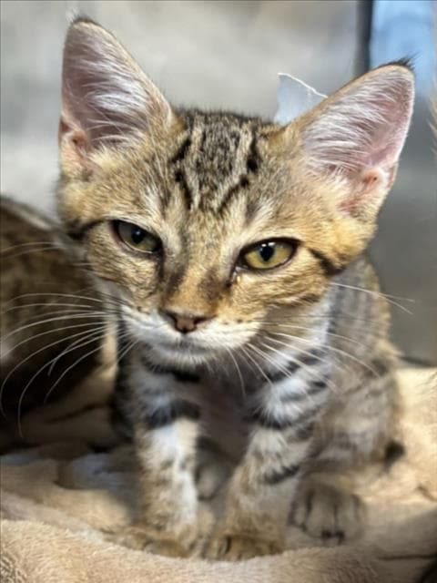 Unknown - Domestic Short Hair