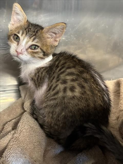 Unknown - Domestic Short Hair