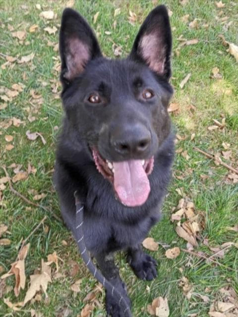 Onyx - German Shepherd Dog