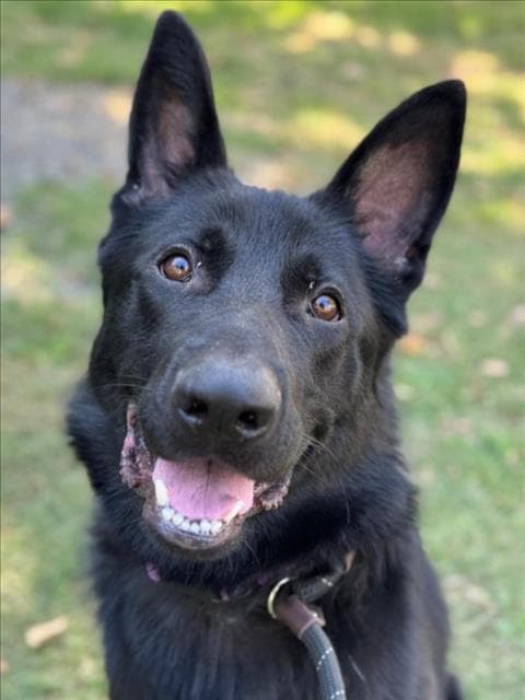 Onyx - German Shepherd Dog