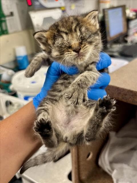 Unknown - Domestic Short Hair