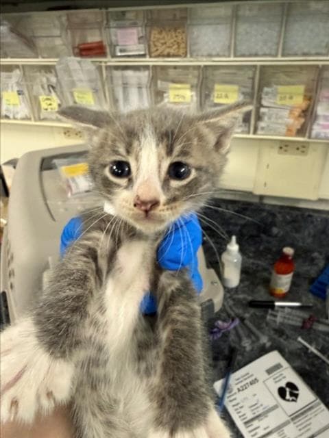 Remi - Domestic Short Hair