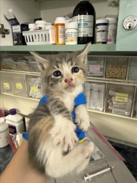 Dezi - Domestic Short Hair